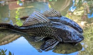 Screenshot_2026-03-15-17-38-41-71_40deb401b9ffe8e1df2f1cc5ba480b12