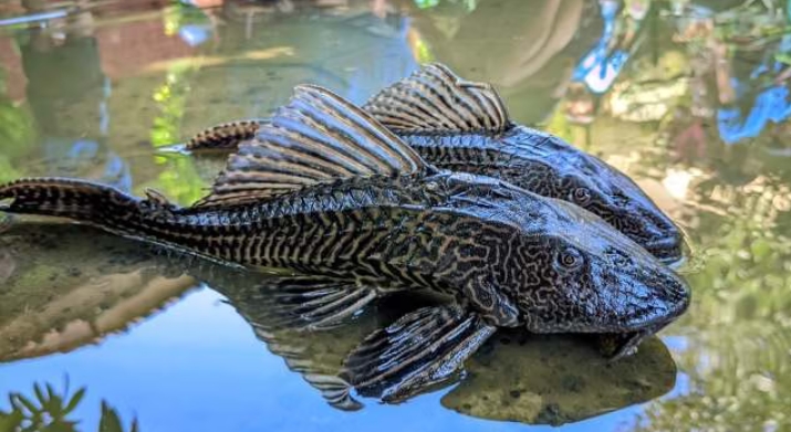 Screenshot_2026-03-15-17-38-41-71_40deb401b9ffe8e1df2f1cc5ba480b12